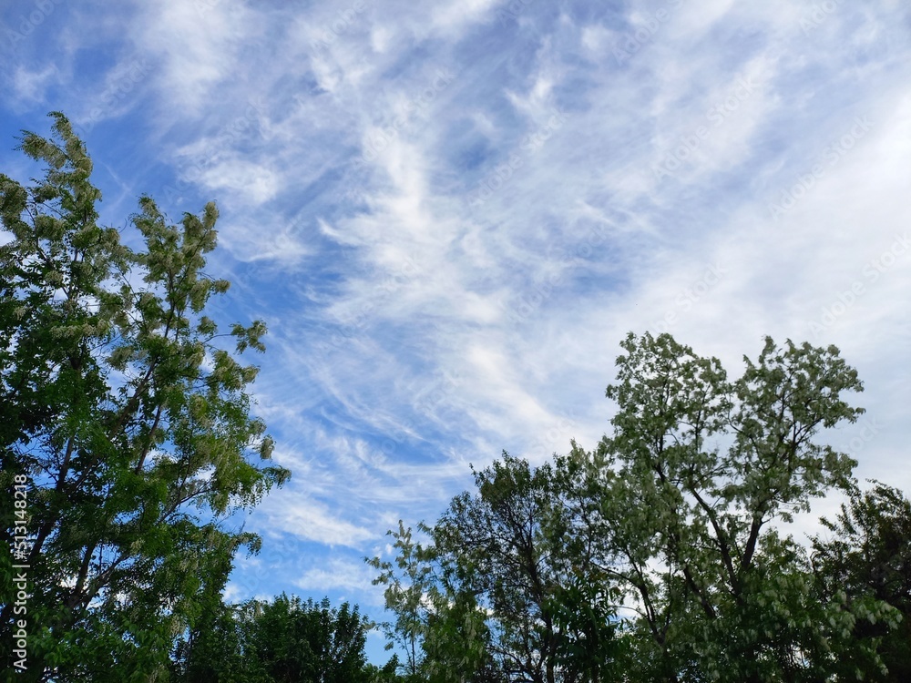 nature, flowers, plants, sky, landscape, flora nature, flowers, plants, sky, landscape, flora