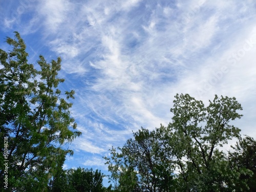 nature, flowers, plants, sky, landscape, flora