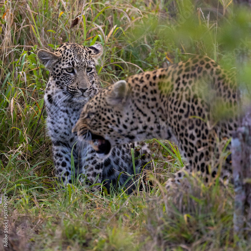Leopardess and her young cub