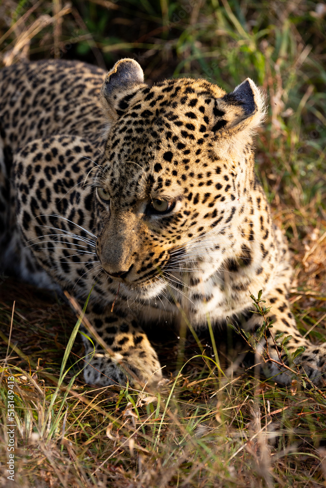 a leopardess feeding close up a leopardess feeding close up