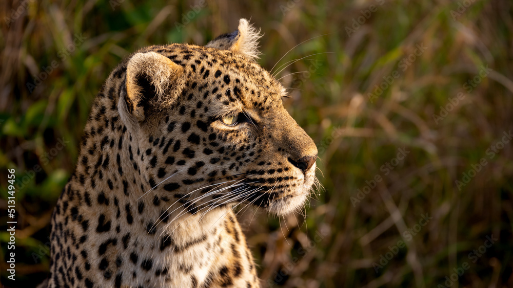 Fototapeta premium Close up of a leopardess