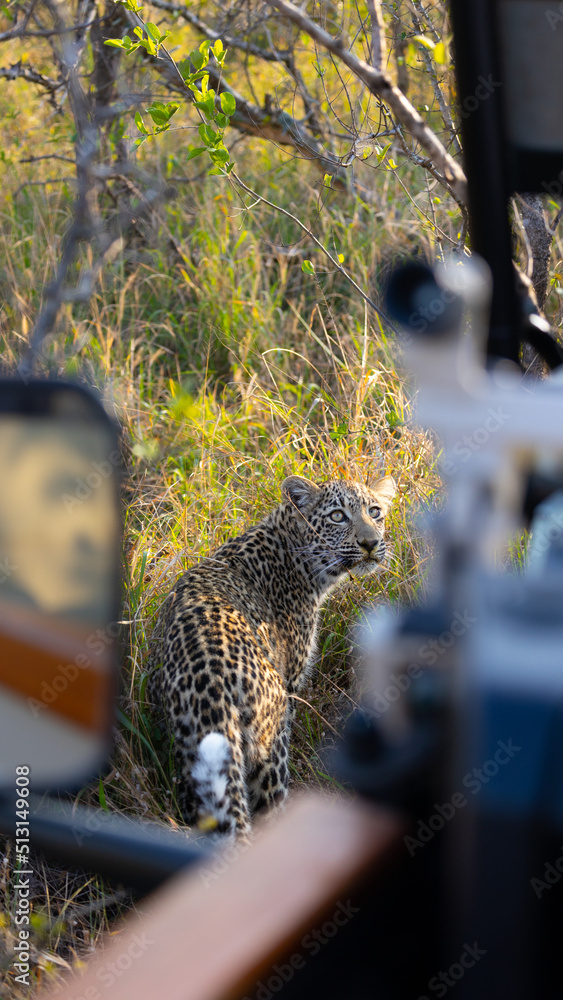 Fototapeta premium leopard cub looking back at a safari vehicle