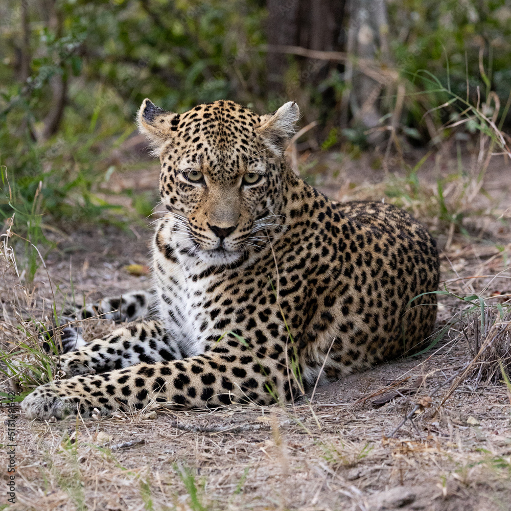 Close up of a leopardess Close up of a leopardess