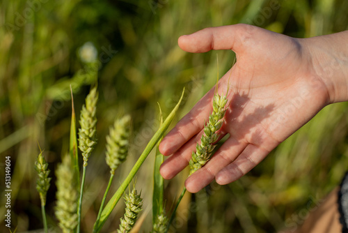 wheat in young hand, green and yellow wheat field