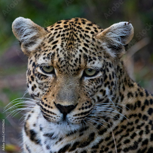 Close up of a leopardess
