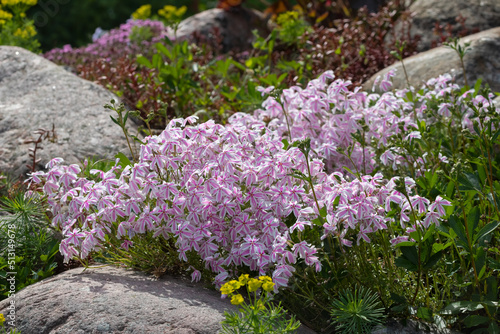 Pale pink flowers Phlox subulate in a small rockery © Галина Сандалова