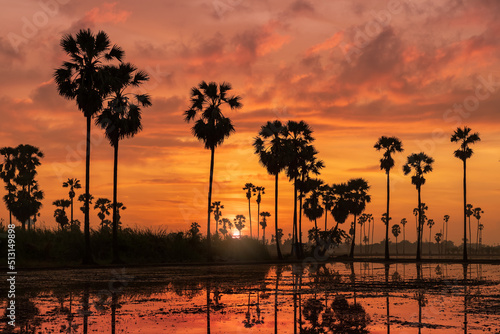 Sunrise at rice field with toddy or sugar palm (Borassus flabellifer), peaceful rural and countryside nature scene