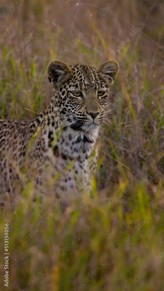 Fototapeta premium leopard cub in the wild, close up.