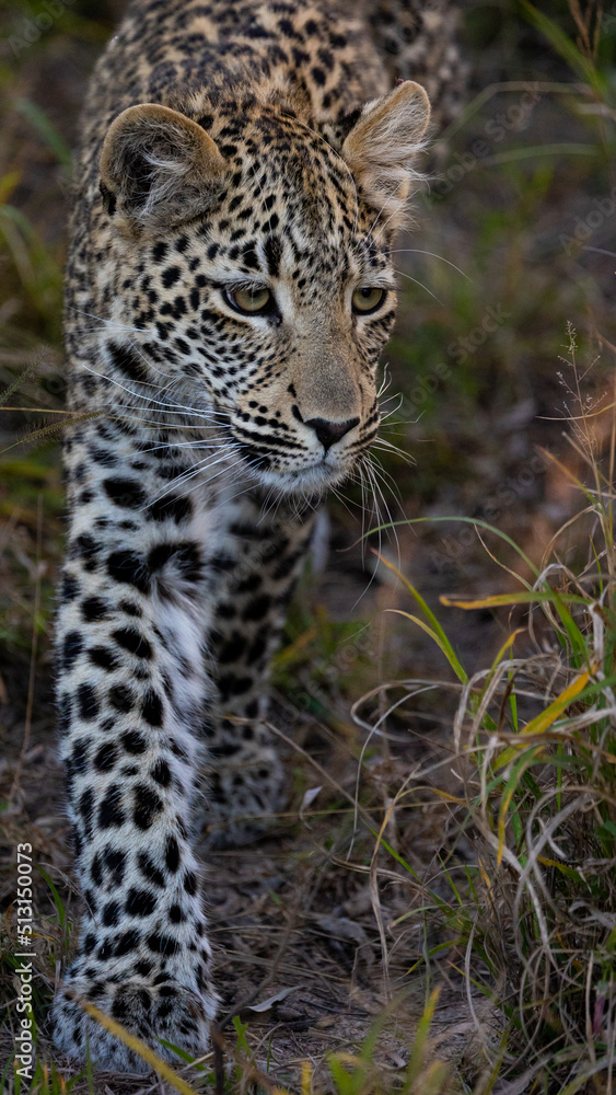Fototapeta premium Leopard cub, on the move