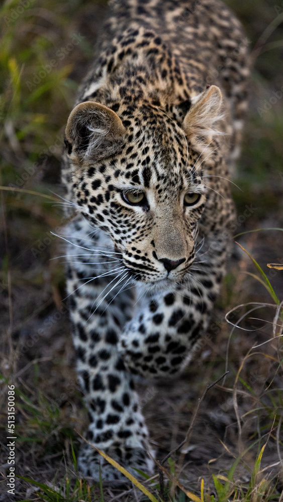 leopard cub in the wild, close up. leopard cub in the wild, close up.