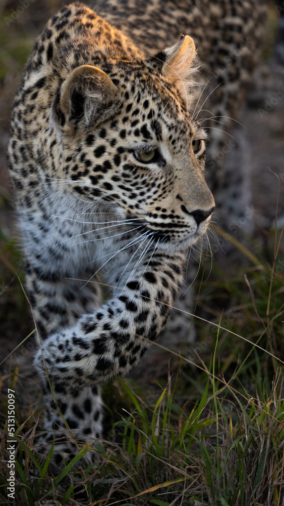 leopard cub in the wild, close up. leopard cub in the wild, close up.