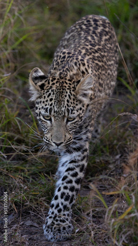 Leopard cub  on the move