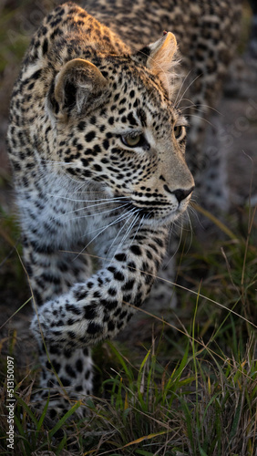 leopard cub in the wild  close up.