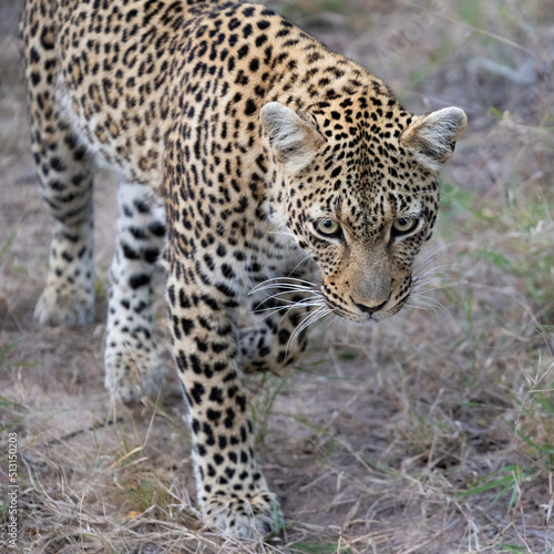 Close up of a leopardess
