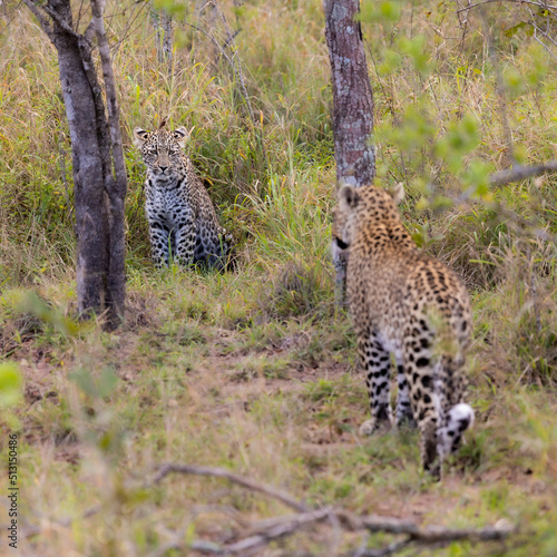 Leopardess and her young cub