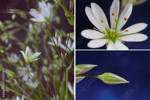 Flower and bud of Stellaria palustris, 3x magnification