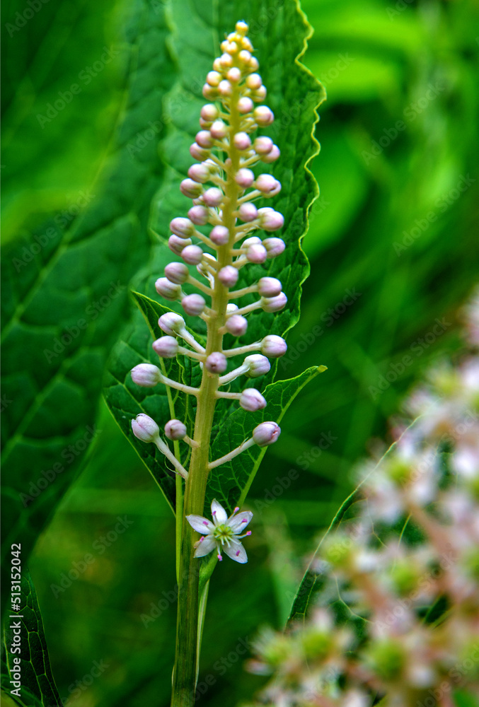 A plant with white inflorescences called Szkarłatka Jagodowa, growing in sunny positions on the Biała river in the city of Białystok in Podlasie in Poland.