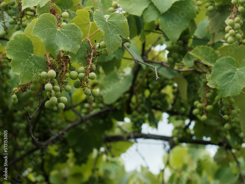 Green, unripe, young wine grapes in vineyard, early summer in vineyard
