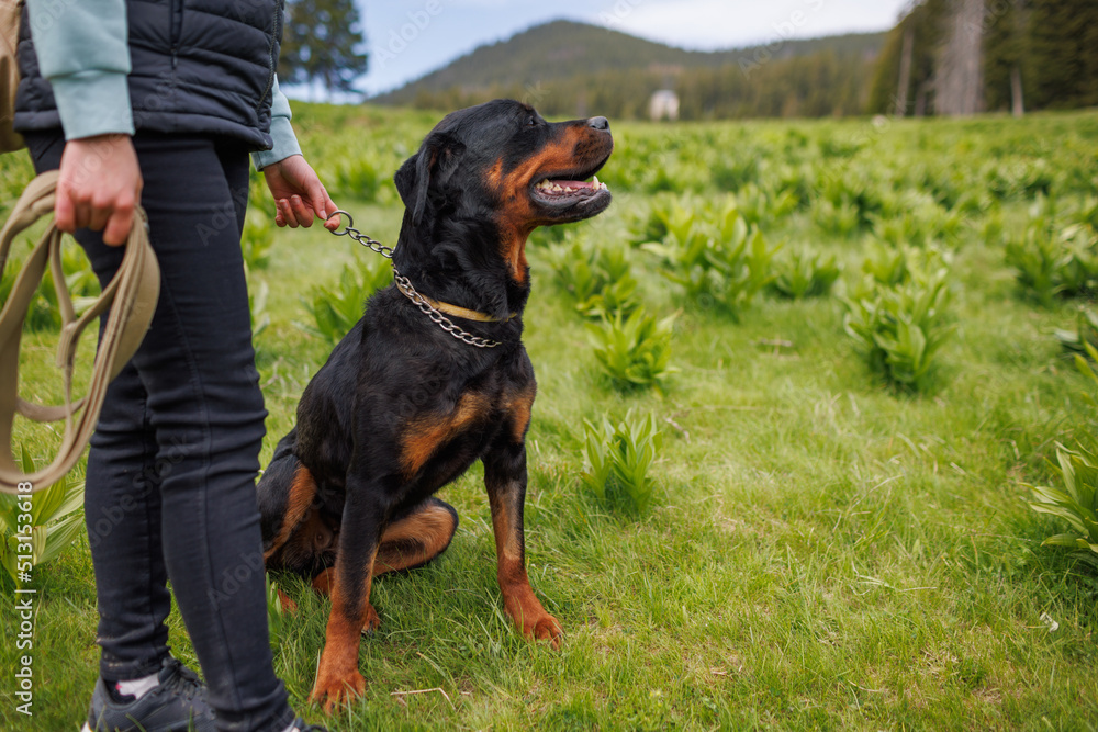 Close-up of dog of Rottweiler with collar and leash sits near his unknown mistress on meadow with mountain vegetation Close-up of dog of Rottweiler with collar and leash sits near his unknown mistress on meadow with mountain vegetation