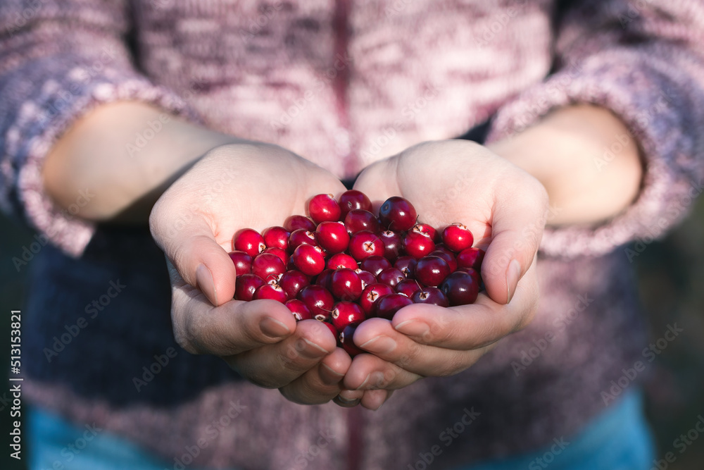 Girl holding palms full of fresh ripe cranberries Girl holding palms full of fresh ripe cranberries