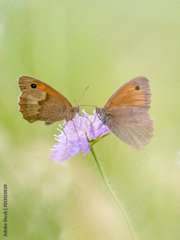 Papillon myrtil Papillon myrtil