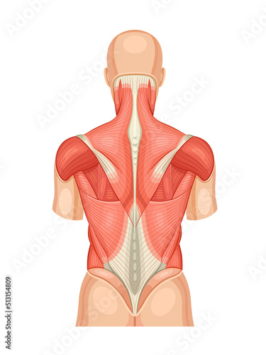 Back muscles educational anatomical diagram. Posterior model of human structure and arrangement of details. Vector medical illustration