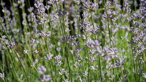 field of lavender