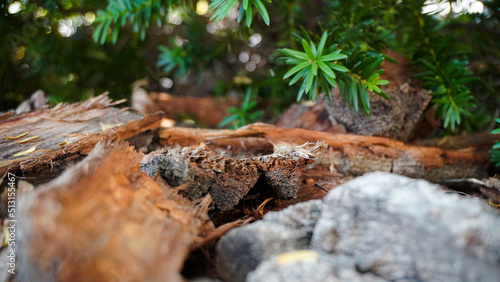 Tree bark in the forest