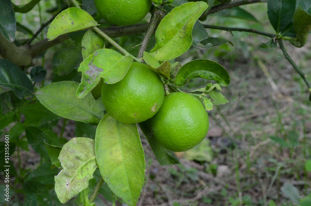 green apples on a tree