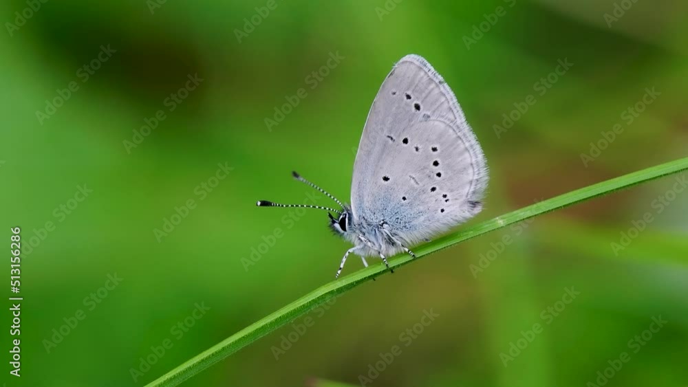Small Blue Butterfly Small Blue Butterfly