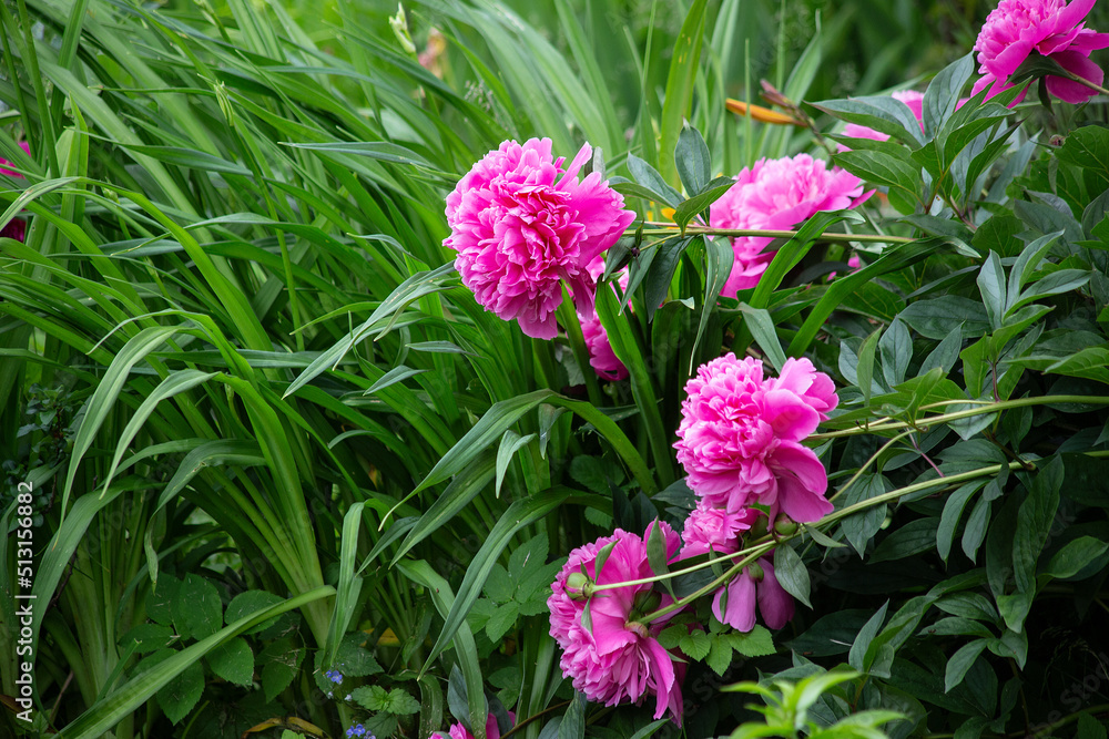 Bush of Pink flower peony flowering in the garden. . High quality photo Bush of Pink flower peony flowering in the garden. . High quality photo