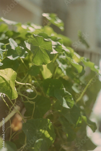 close up of plant shot on 35mm film