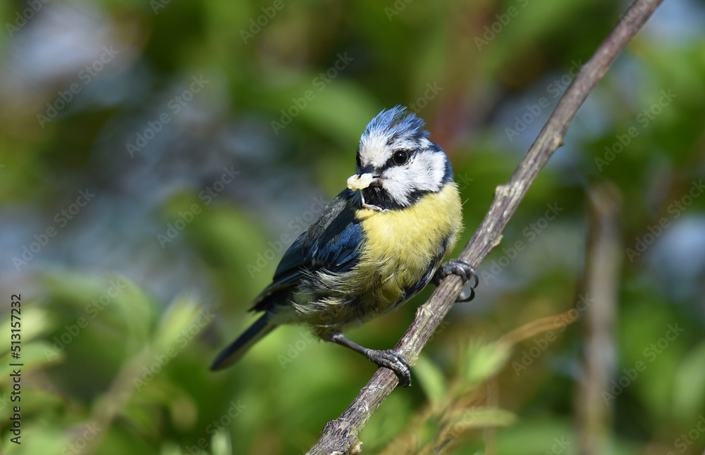 Obraz premium Blaumeise mit Futter im Schnabel 