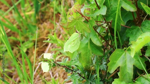 Wallpaper Mural Female Brimstone Butterfly Rejecting a Male Attempting to Mate Torontodigital.ca