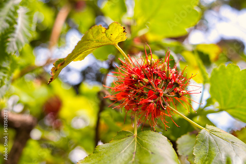 Close-up of the Rewarewa tree red flower photo