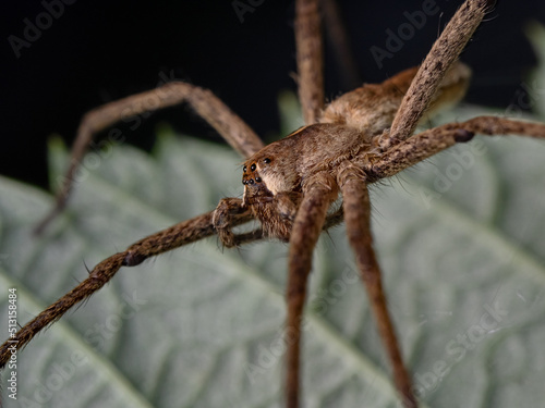 nursery web spider, Listspinne (Pisaura mirabilis)