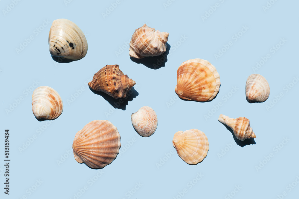 Composition with sea shell and starfish on blue minimal background. Summer frame concept, travel vacation pattern. Ocean shells isolated, marine set. Flat lay, top view, place for text, copy space Composition with sea shell and starfish on blue minimal background. Summer frame concept, travel vacation pattern. Ocean shells isolated, marine set. Flat lay, top view, place for text, copy space