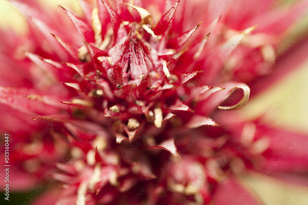 Aechmea fasciata, plante de jardin. Aechmea fasciata, plante de jardin.