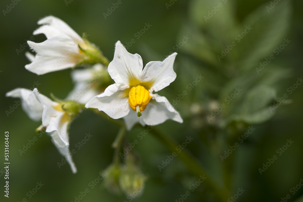Solanum carolinense, fleur de jardin. Solanum carolinense, fleur de jardin.
