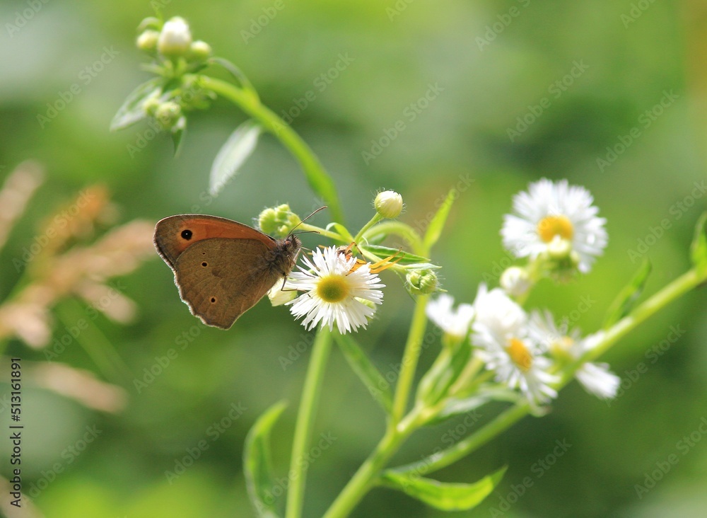 Obraz premium Brown butterfly Maniola jurtina on flowers on a blurry background