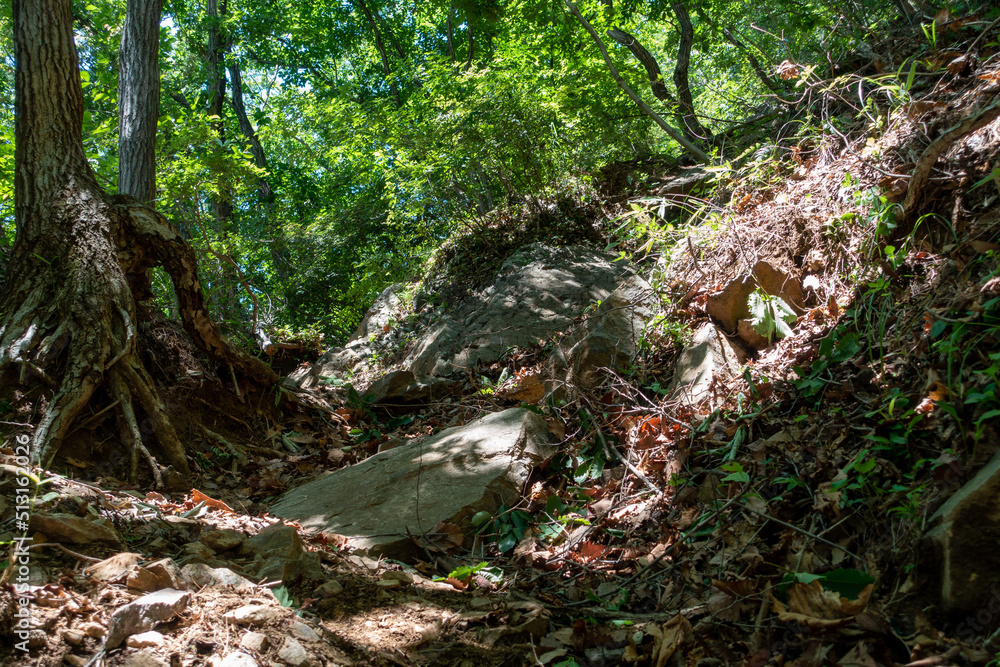 初夏の吾妻山登山道 初夏の吾妻山登山道