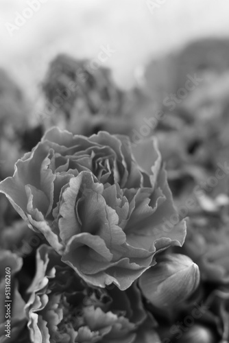 Carnation in black and white 