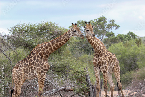 Giraffe  Kruger National Park  South Africa