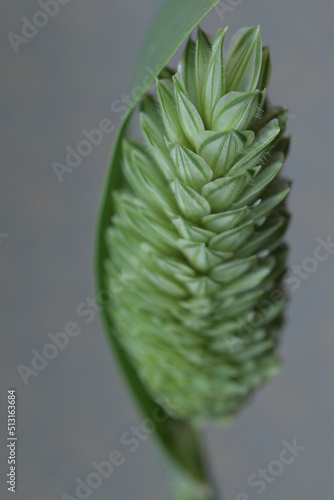Canary grass close up flower