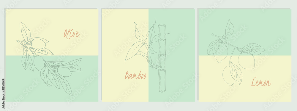 Collection of fruit banners. Set of summer doodle contour olives lemon bamboo. Vector illustration