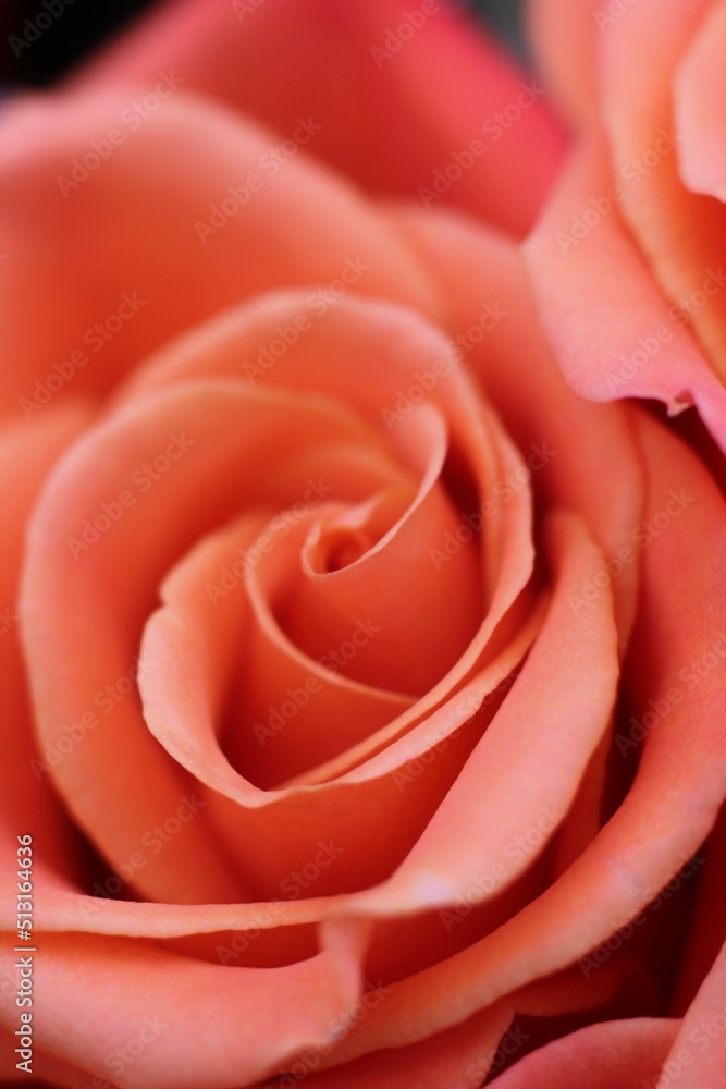 close up of red rose close up of red rose