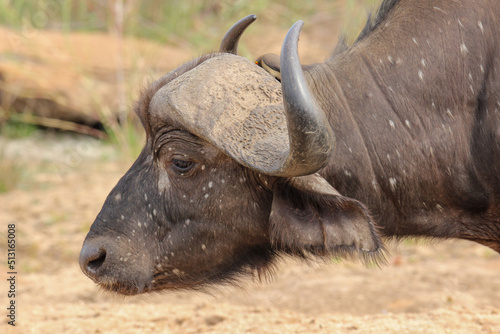 Photography African Buffalo, Kruger National Park, South Africa