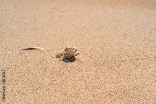 desert lizard toadhead agama half burrowing in the sand, close-up photo