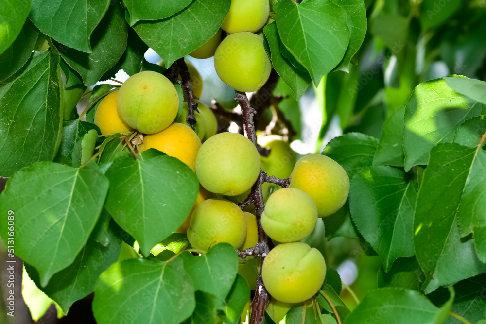 apricot tree and ripe natural apricot