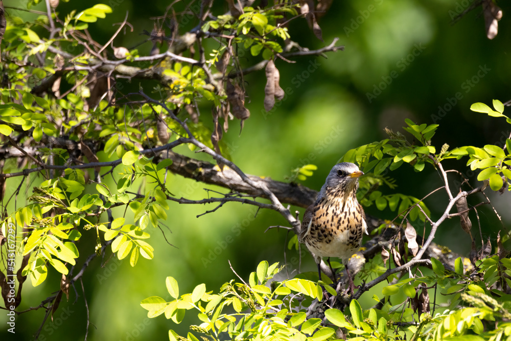 Sweet fieldfare sitting on the tree with some food in the beak Sweet fieldfare sitting on the tree with some food in the beak